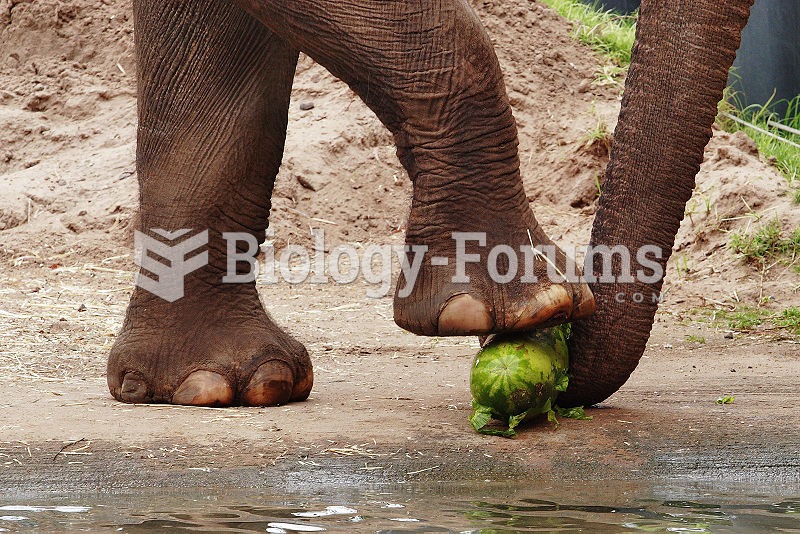 Elephant using its feet to crush a watermelon before eating it.