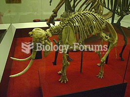 The skeleton of a dwarf elephant from the island of Crete. Dwarf elephants were present on some Medi