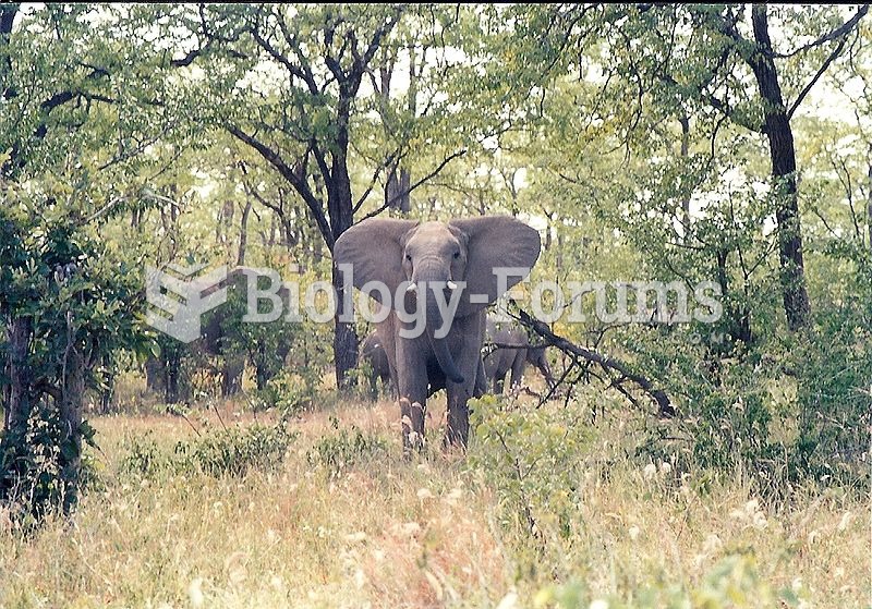 A young elephant in Zimbabwe.