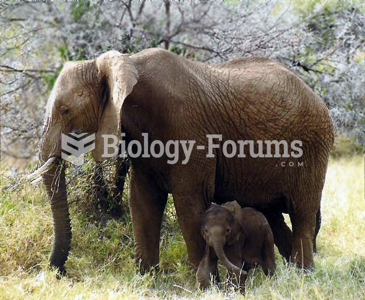 Female African elephant with calf, in Kenya.