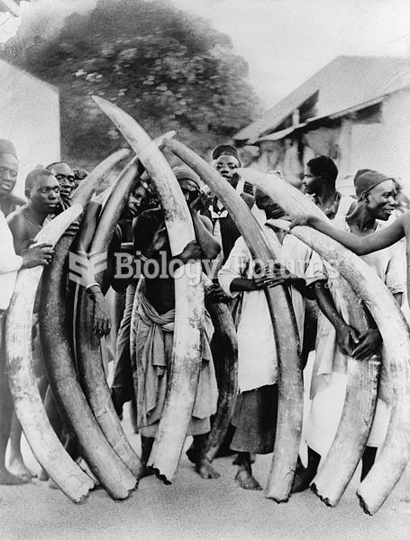 Men with African elephant tusks, Dar es Salaam, c. 1900