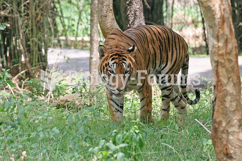 A Royal Bengal Tiger, the largest big cat in Bannerghatta National Park, India
