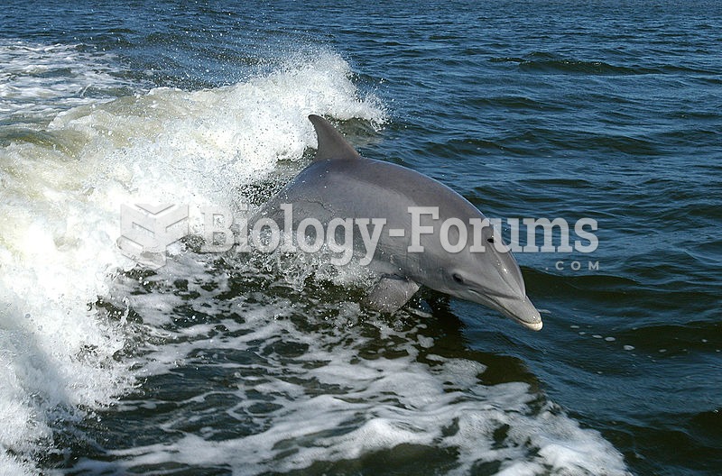 A Bottlenose Dolphin (Tursiops truncatus) surfs the wave of a research boat on the Banana River, nea