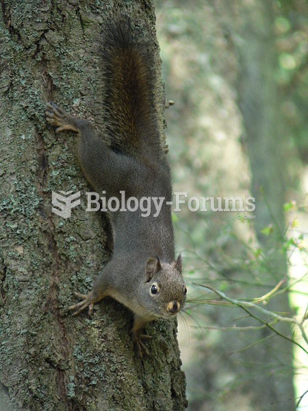 Douglas Squirrel Anacortes Community Forest Lands (Washington)