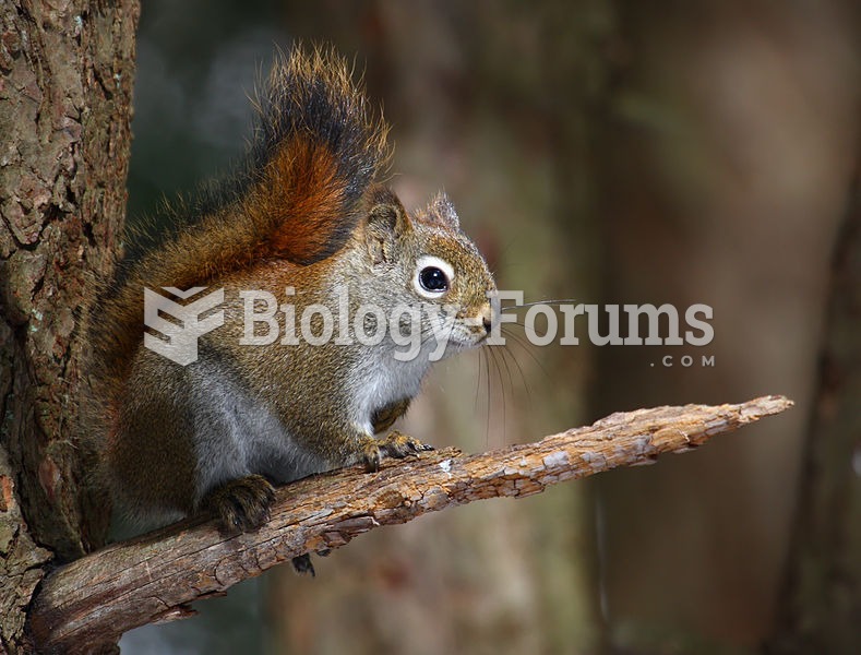 American red squirrel