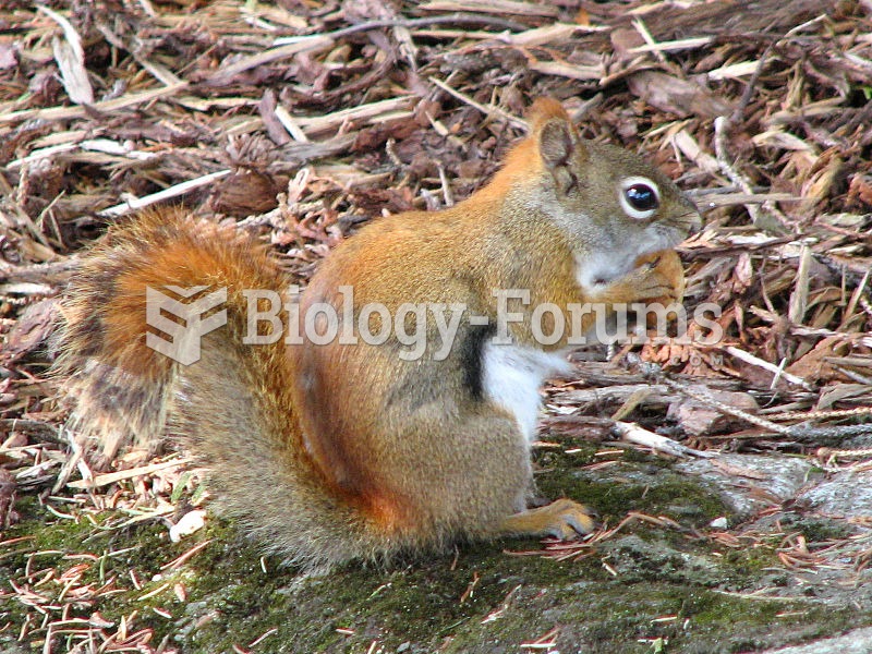 Red squirrel with nut