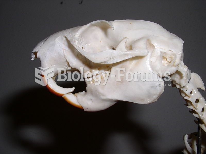 Skull of an Oriental giant squirrel (genus Ratufa) - note the classic sciuromorphous shape of the an