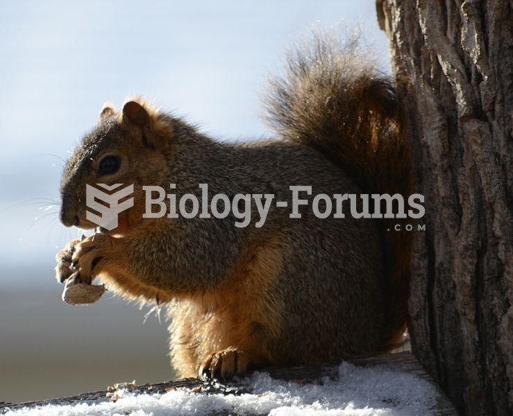 Squirrel Eating a peanut