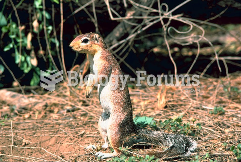 Unstriped ground squirrel (Xerus rutilus) of the Xerini