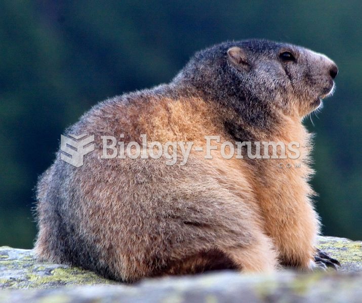 An alpine marmot at the end of summer. Note the fattened belly.