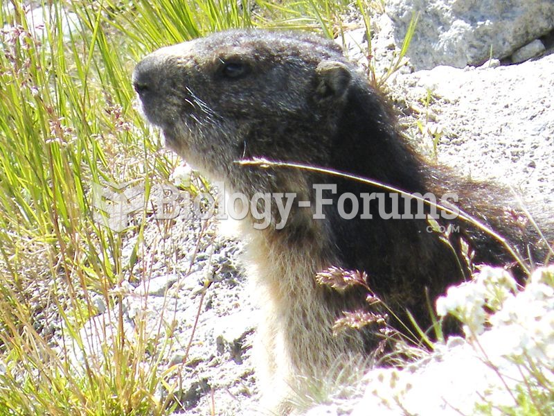 Alpine marmot in Switzerland