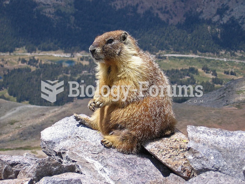 A watchful "rock chuck" or Yellow-bellied Marmot (Marmota flaviventris) atop Mount Dana, Y