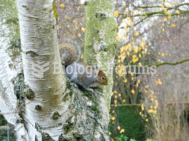 A squirrel in the Cambridge University Botanic Gardens