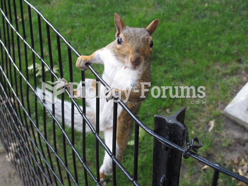 This squirrel, who was looking for a treat, has become desensitized to humans. The distance between 