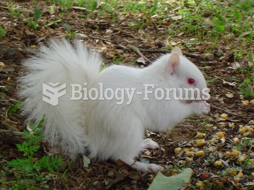 A true albino squirrel. Note the pink eyes.