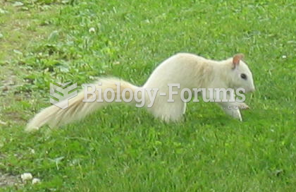 A white squirrel. Note the non-pink eyes.