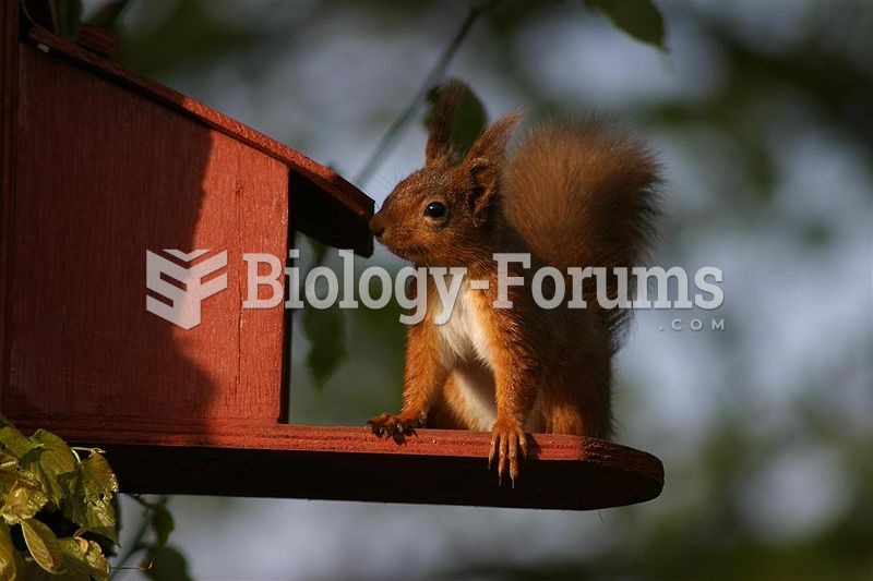 Red squirrel at a feeding tray in the Lake District, England.