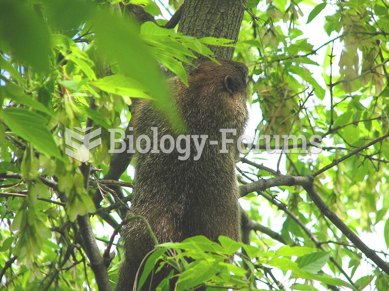 Groundhogs are able to climb trees to escape.