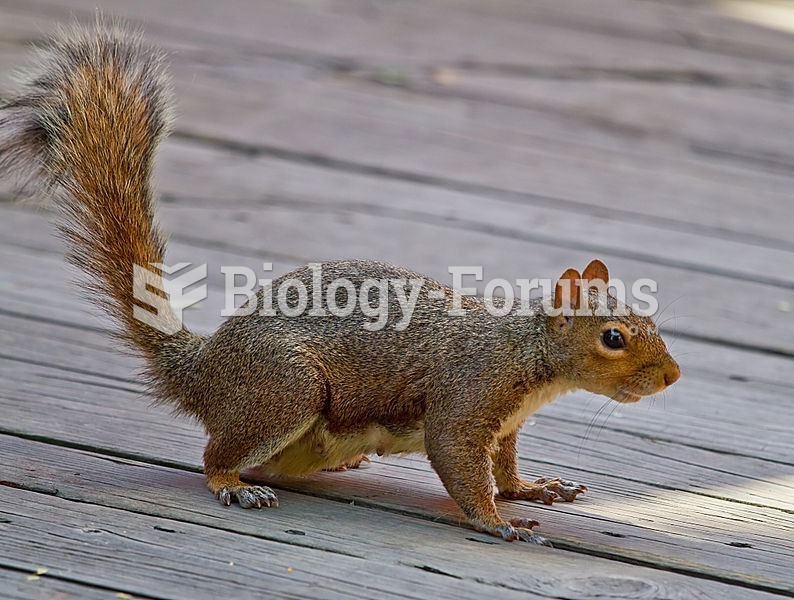 Gray squirrel with brownish color - taken in Cincinnati, OH