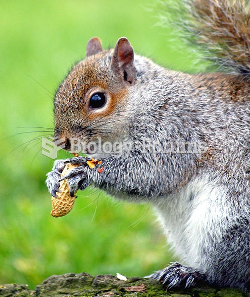 Eastern Gray Squirrel peanut