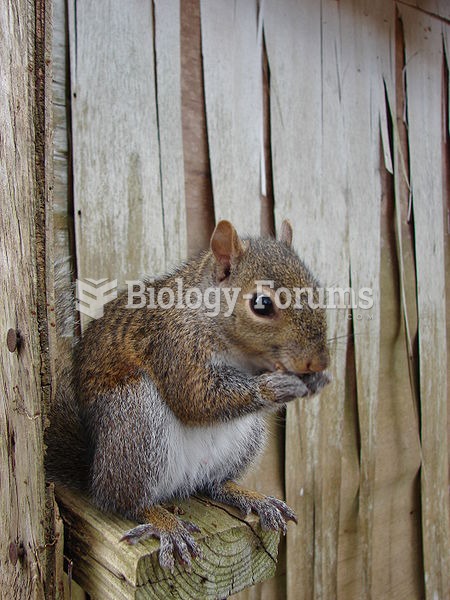 A gray squirrel, seven months of age near Mobile, Alabama