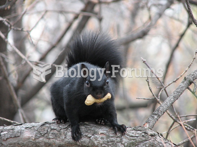 Black (melanistic) eastern gray squirrel, Ottawa, Ontario