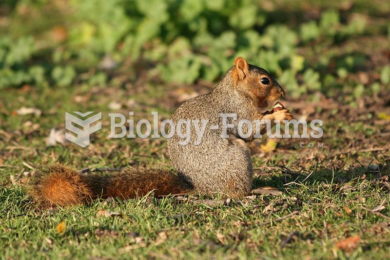 Fox squirrel eating a nut