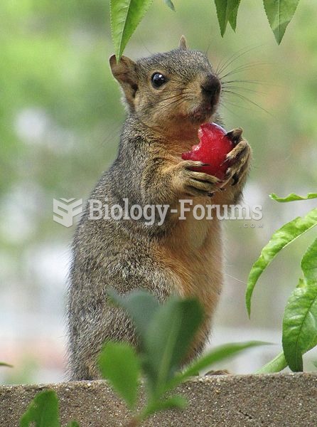 Eating a Santa Rosa plum in Fullerton, CA, US