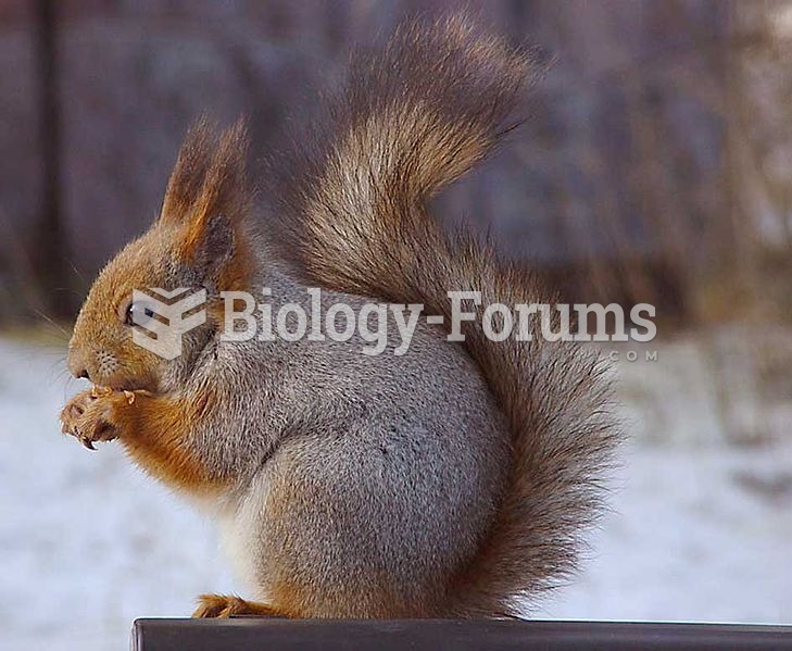 Profile of the Eurasian red squirrel in grey winter coat