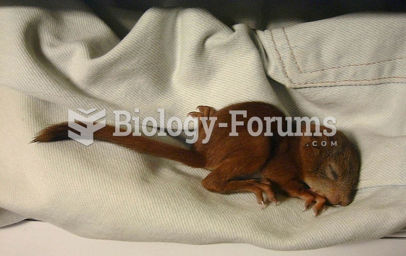 A two-week-old red squirrel