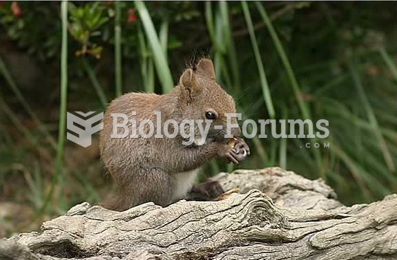 A red squirrel with a brown coat