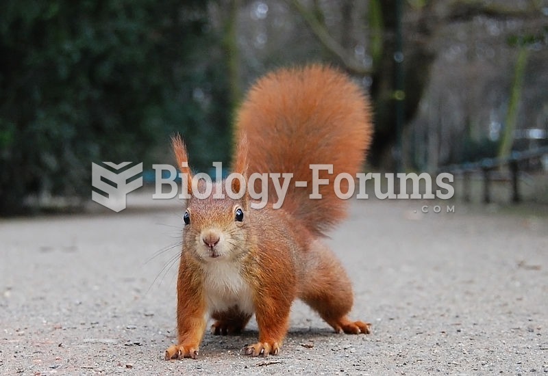 Red squirrel In Germany