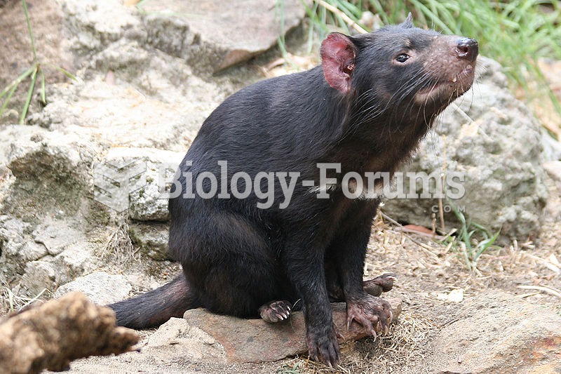 The Tasmanian devil's whiskers help them to locate prey in the dark.