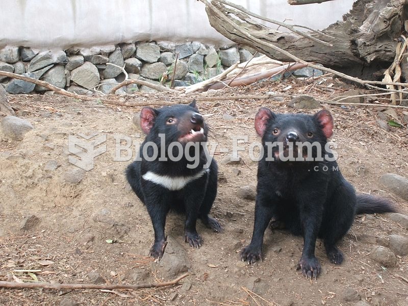 Two devils, one without any white markings. Around 16% of wild devils have no markings.