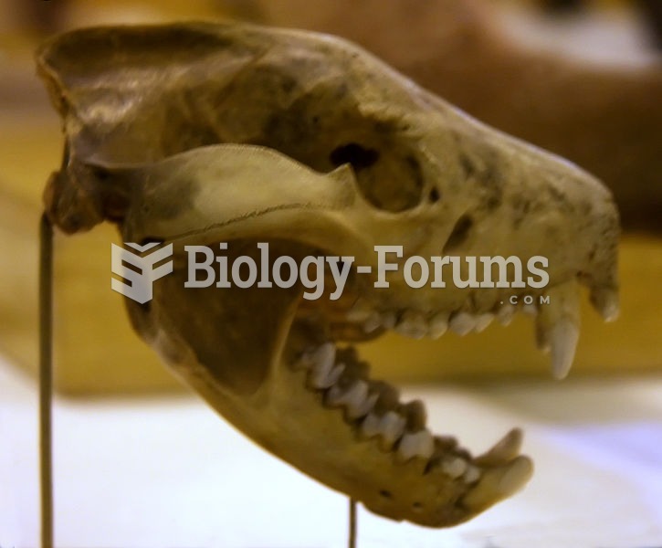 Tasmanian devil skull in The Museum of Zoology, St. Petersburg, Russia