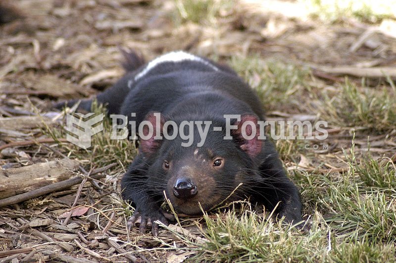 Although Tasmanian devils are nocturnal, they like to rest in the sun. Scarring from fighting is vis
