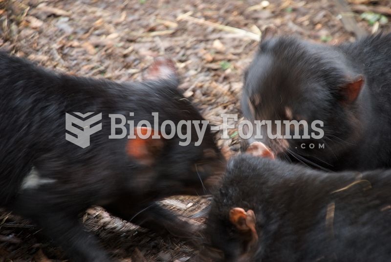 Three Tasmanian devils feeding. Eating is a social event for the Tasmanian devil, and groups of 2 to