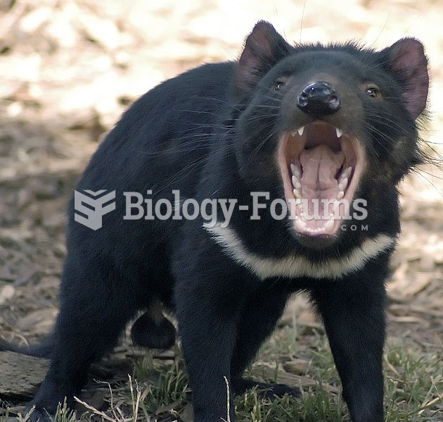 Sarcophilus harrisii-Tasmanian Devil
