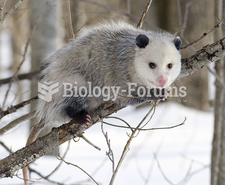 Virginia Opossum Didelphis virginiana