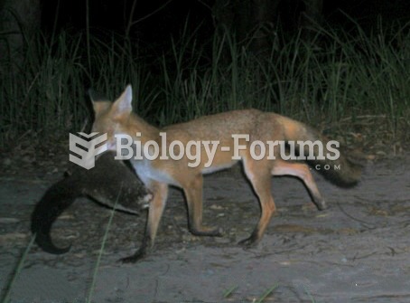 A feral fox with a native Bobuck Possum in its mouth.