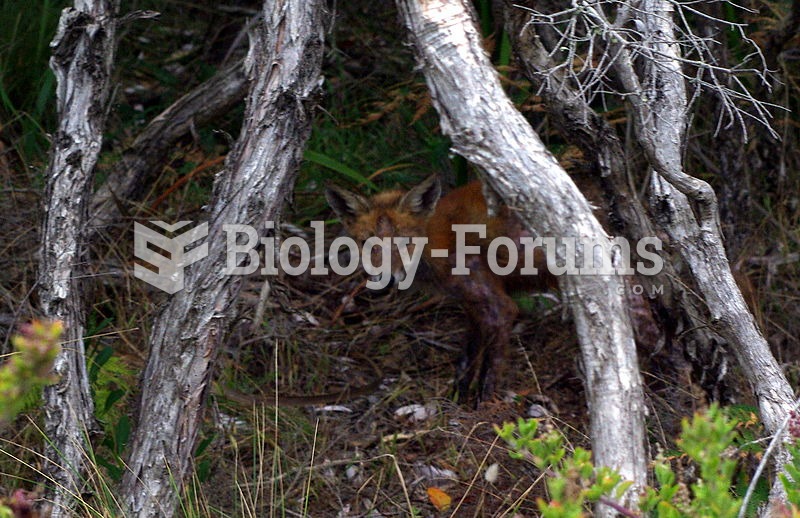 An exotic fox in Mornington Peninsula National Park with Mange.