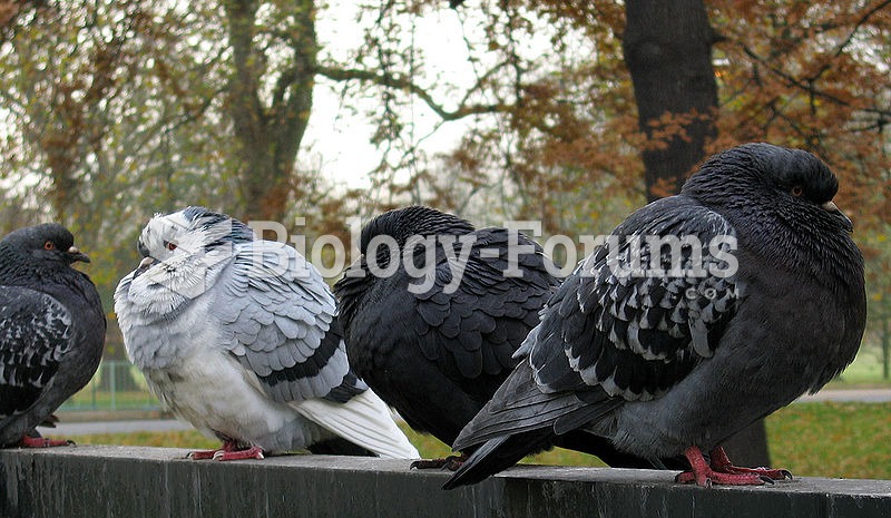 Feral Rock Pigeons are common pests in public spaces in cities