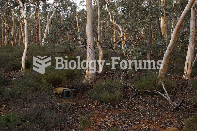 Trap set to monitor the wild population in the Dryandra Woodland