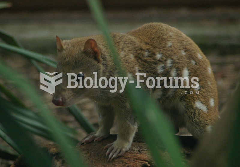 Tiger quoll at Healesville Sanctuary, Victoria, Australia.