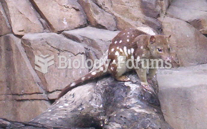 Tiger quoll at a wildlife sanctuary area at Queens Park, Ipswich, Queenland, Australia