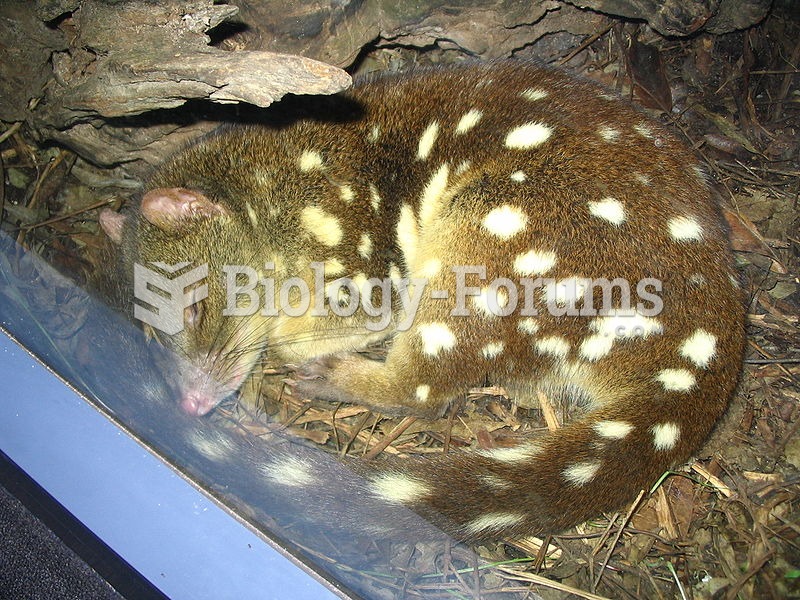 Tiger quoll sleeping at the window of the nocturnal animals exhibit at Sydney Wildlife World