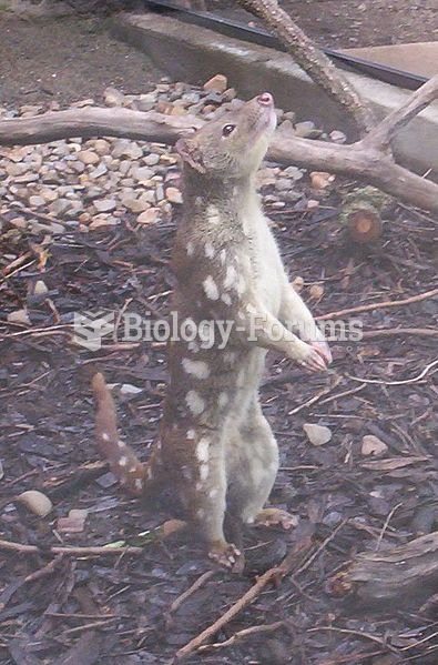 Tiger quoll standing on hind legs