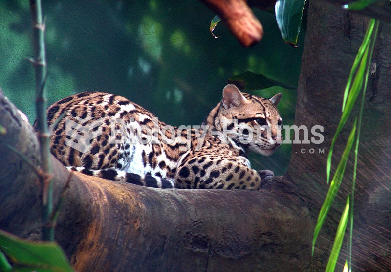 An ocelot at Woodland Park Zoo in Seattle, Washington.