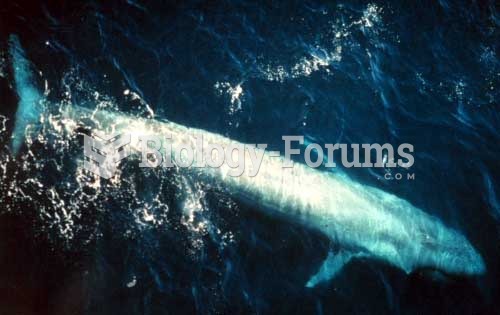 Adult blue whale from the eastern Pacific Ocean