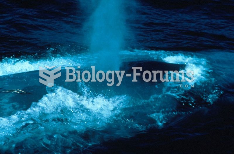 The blow of a blue whale